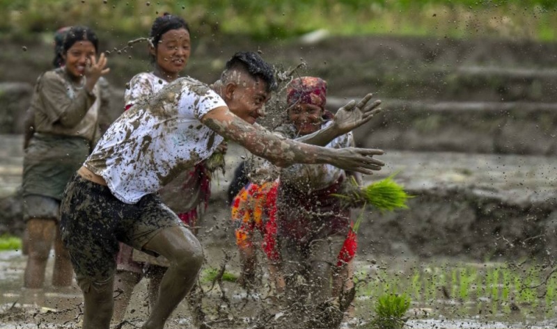असार १५: उत्सवको हिलोमा किसानको आँसु